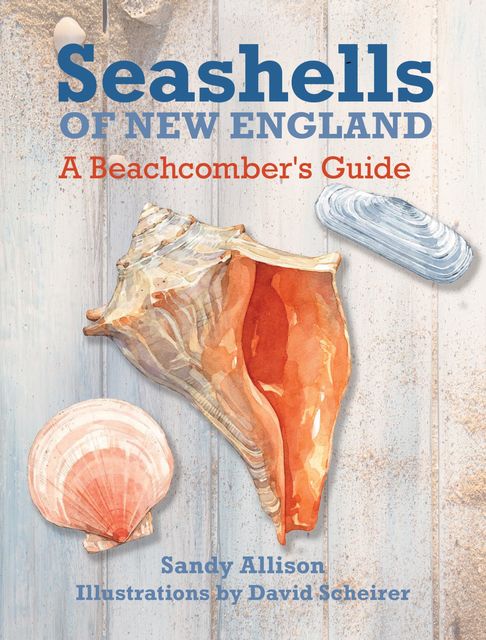 Seashells of New England, Sandy Allison