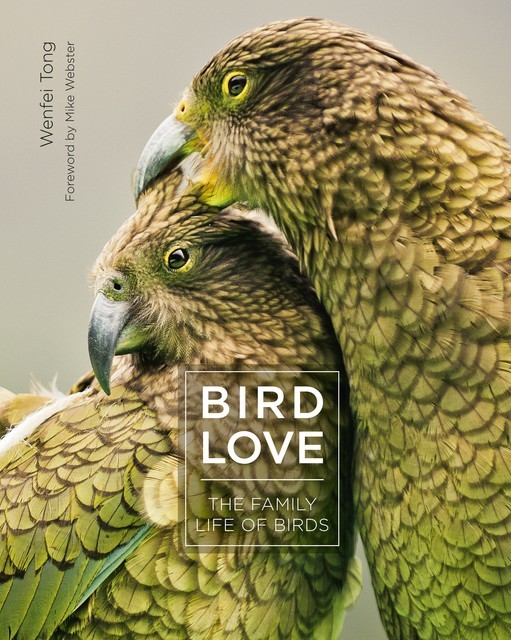 Bird Love, Wenfei Tong