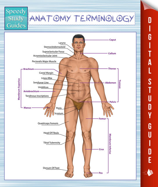 Anatomy Terminology (Speedy Study Guides), Speedy Publishing