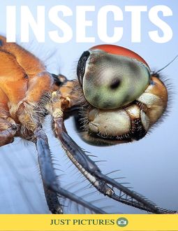 Insects, Just Pictures