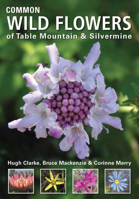 Common Wild Flowers of Table Mountain & Silvermine, Hugh Clarke