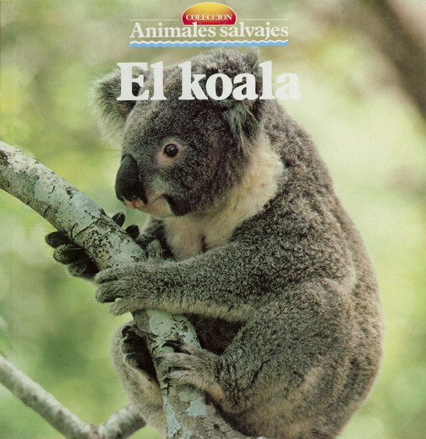 El koala, 