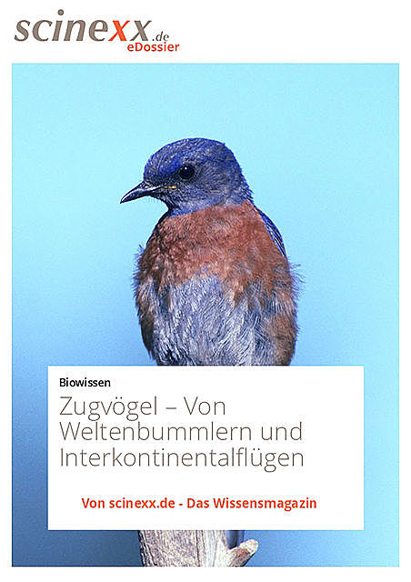 Zugvögel, Kerstin Höhfeld