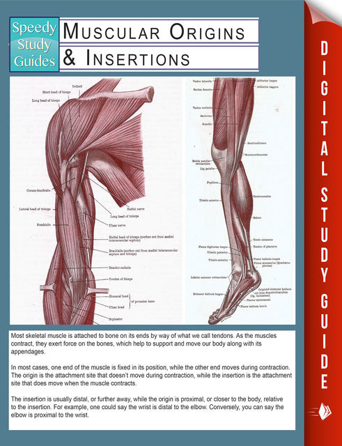 Muscular Origins & Insertions (Speedy Study Guides), Speedy Publishing