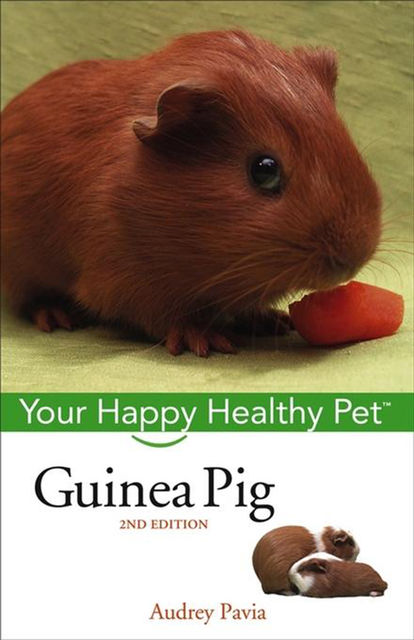 Guinea Pig, Audrey Pavia