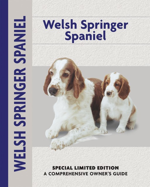 Welsh Springer Spaniel, Haja Van Wessem