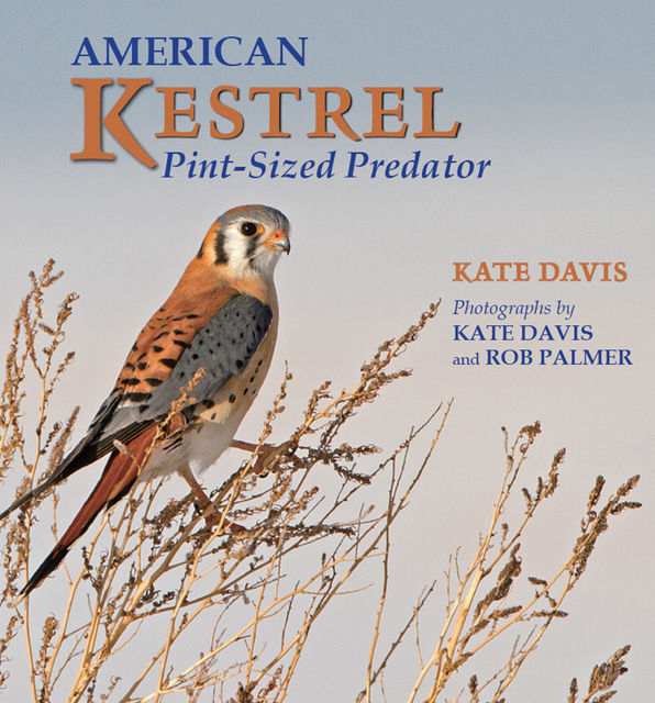 American Kestrel, Kate Davis