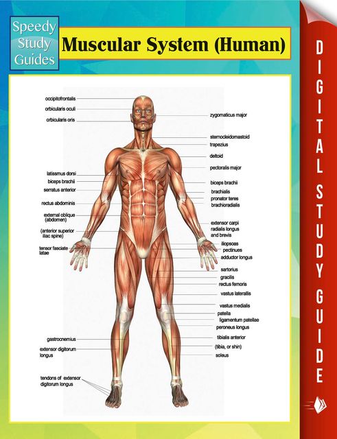 Muscular System (Human) Speedy Study Guides, Speedy Publishing