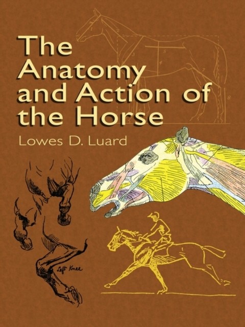 Anatomy and Action of the Horse, Lowes D.Luard