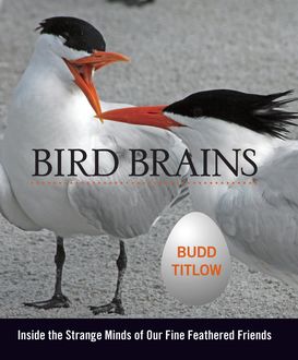 Bird Brains, Budd Titlow