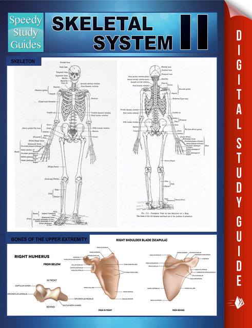 Skeletal System II (Speedy Study Guides), Speedy Publishing