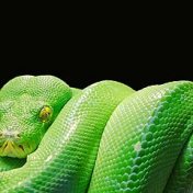 »About Python« – en boghylde, Ulyanov Kirill