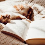 “Книги о кошках. Мяу!” – a bookshelf, Bookmate
