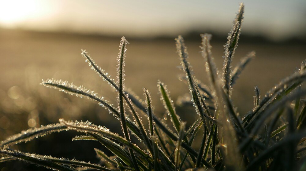 »Ugens lydbog« – en boghylde, Bookmate