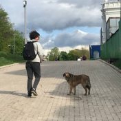 Собаки , Anna Egorova