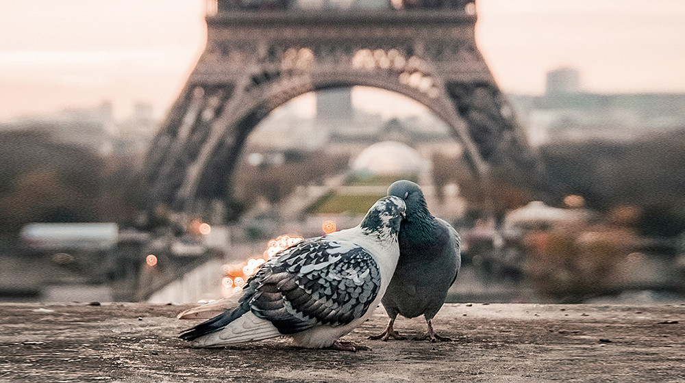 „Pariz za dvoje“ – polica za knjige, Bookmate