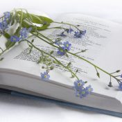 “поэзия” – een boekenplank, Юлия