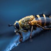 „Пчеловодство“ – Ein Regal, Айрат Мансуров