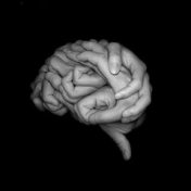 “Мозг и нейронауки”, una estantería, Max Tolstokorov