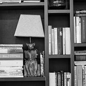 “Solus Rex” – a bookshelf, Misha Piterova