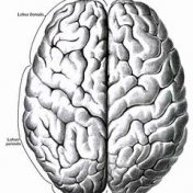 ”Мозг: тонкая настройка” – en bokhylla, Евгений Соколовский
