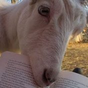 “Большая Деревня: приятного чтения” – a bookshelf, Большая Деревня