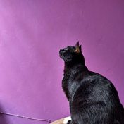 „Gatos“ – Ein Regal, La lechuza desvelada