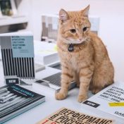 “Garage Art Book Fair 2018”, una estantería, Музей современного искусства «Гараж»
