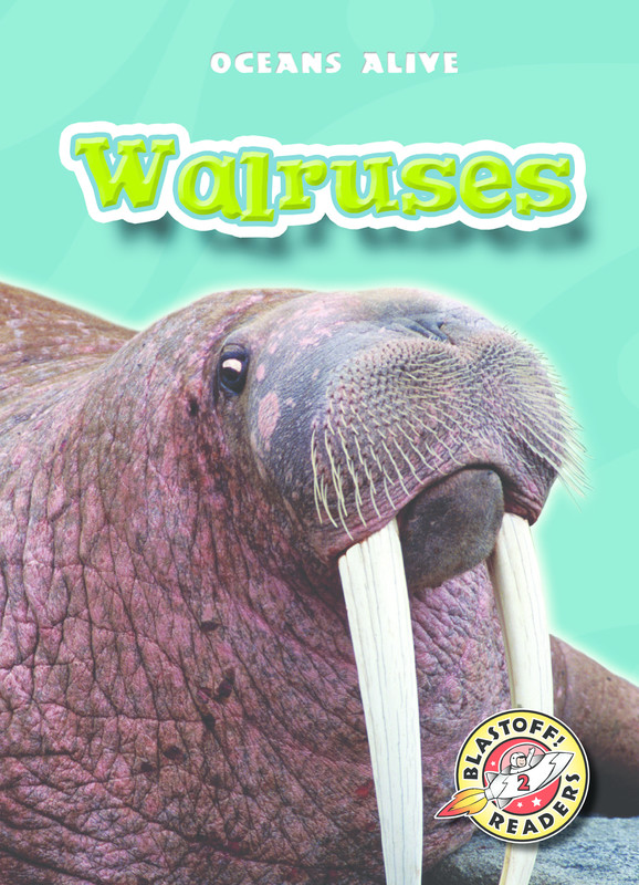 Walruses, Colleen Sexton