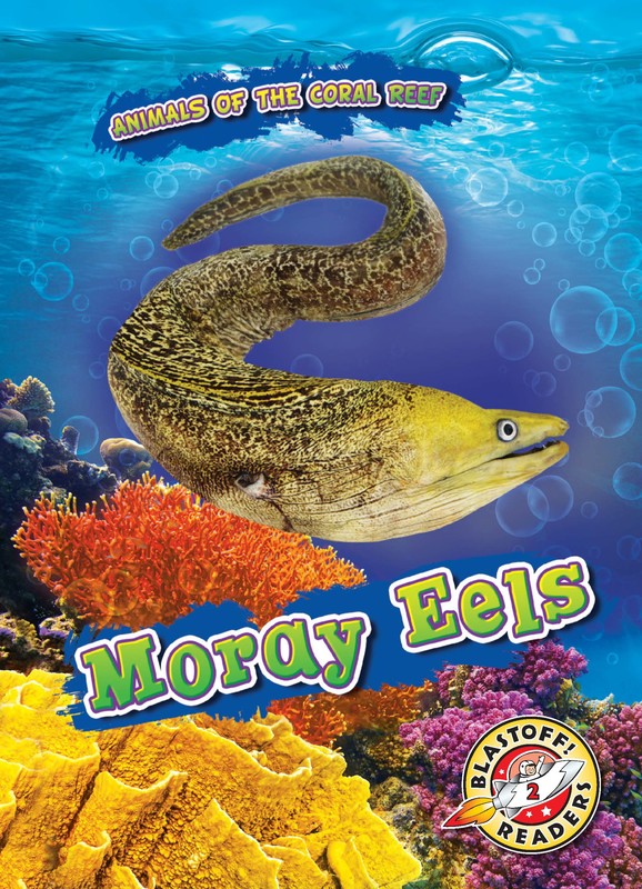 Moray Eels, Lindsay Shaffer