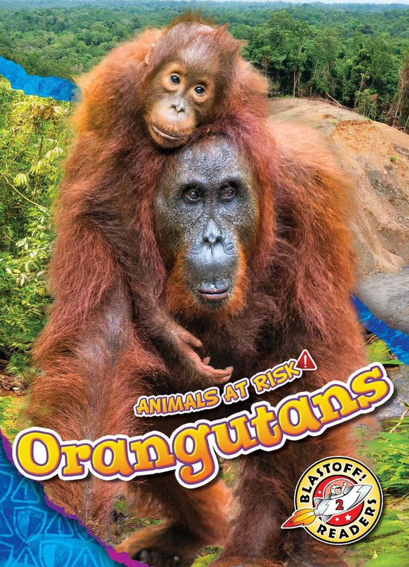 Orangutans, Rachel Grack