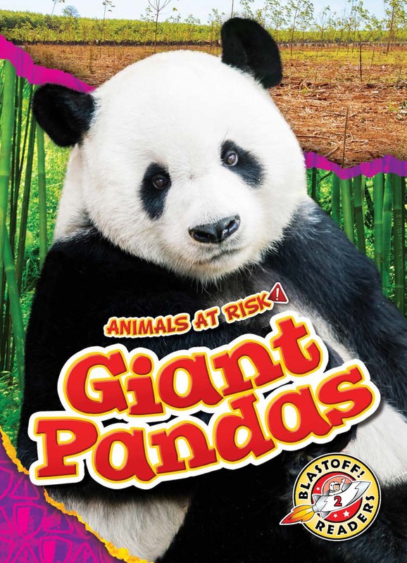 Giant Pandas, Rachel Grack