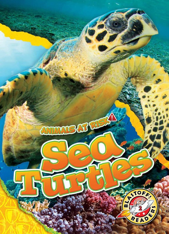 Sea Turtles, Rachel Grack