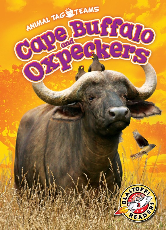 Cape Buffalo and Oxpeckers, Kari Schuetz