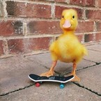 Pororo_salado