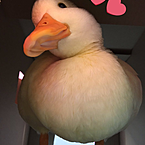 Cute_ducky
