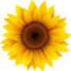 Sun Flower