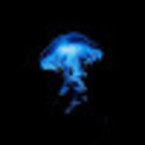 TORRES RODRÍGUEZ YASMELY EVELIN