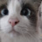 Mariana Juárez Cuevas