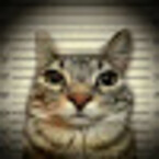 Gatito Peligroso