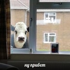 милая коровка смотрит в твоё окно