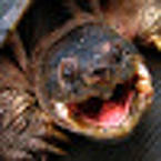 Angry Box turtle
