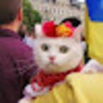 дзынька дзынька