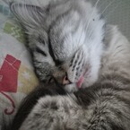 Lilloy