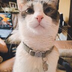 Briseida Lince